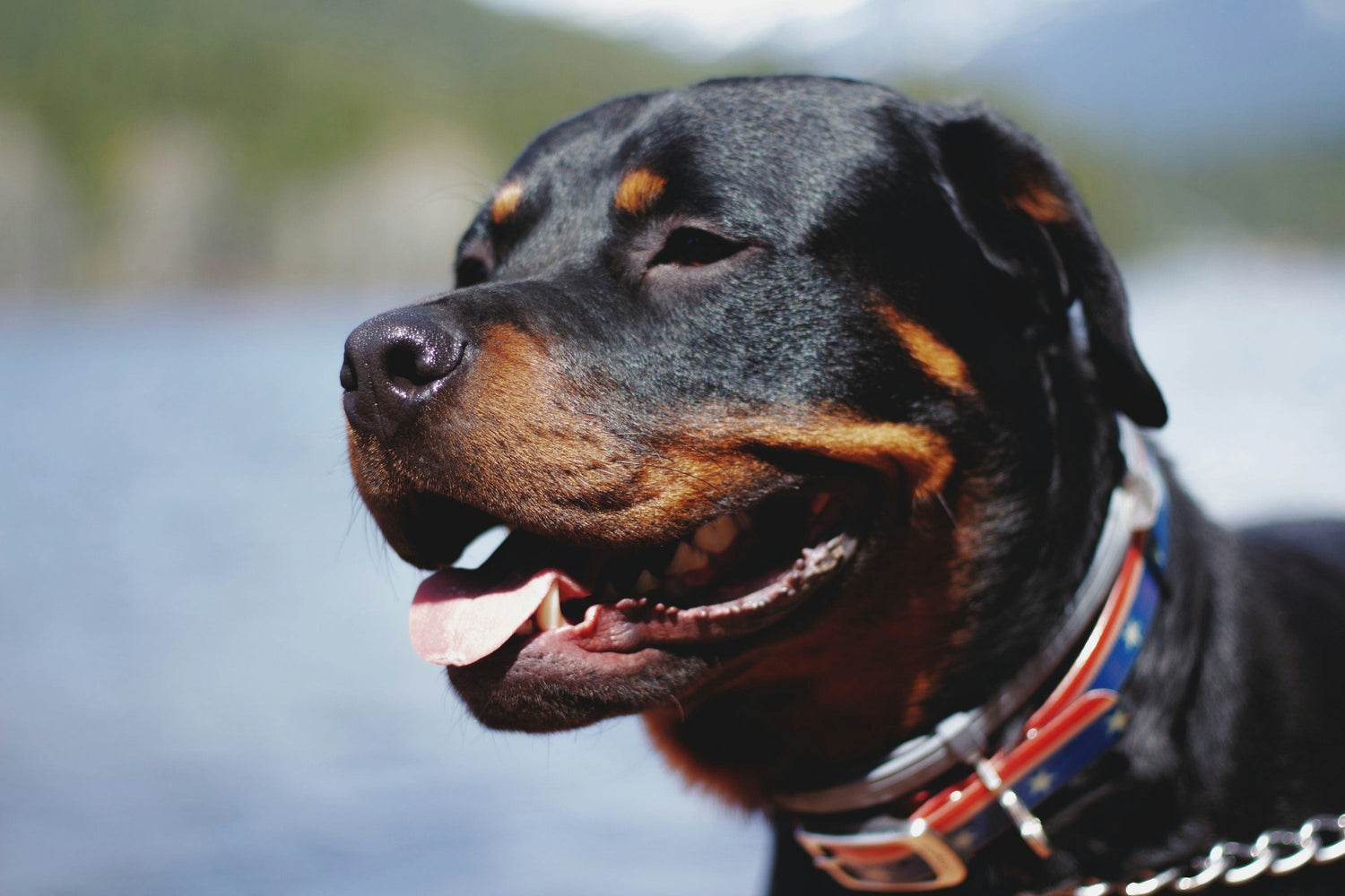 We Have KCI Registered Rottweiler Puppies Available For Sale In Ahmedabad.