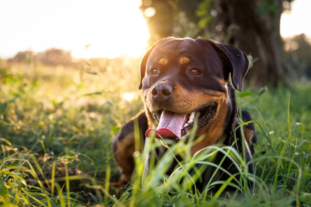 Buy Male & Female Rottweiler Puppies From Delhi.
