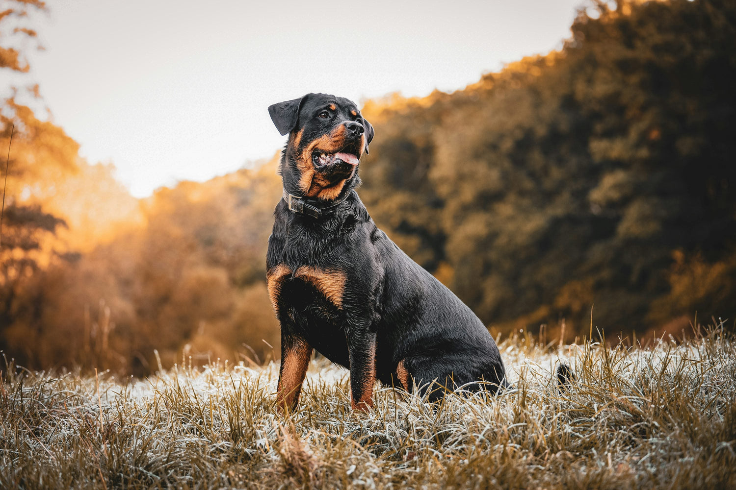 Energetic Rottweiler Puppies Available For Sale In Goa.