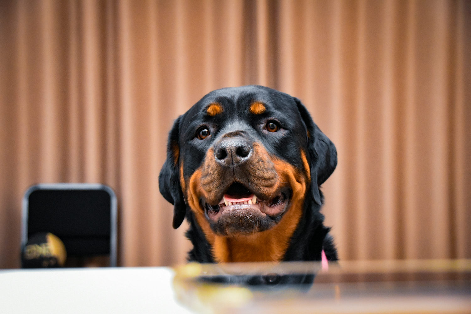 We Have Energetic Rottweiler Puppies Available For Sale In Hyderabad.
