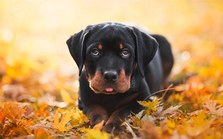 Healthy Rottweiler Male & Female Puppy Available For Sale In Jaipur