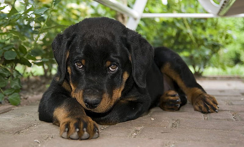 Buy Strong Rottweiler Puppies From Chennai At Affordable Price.