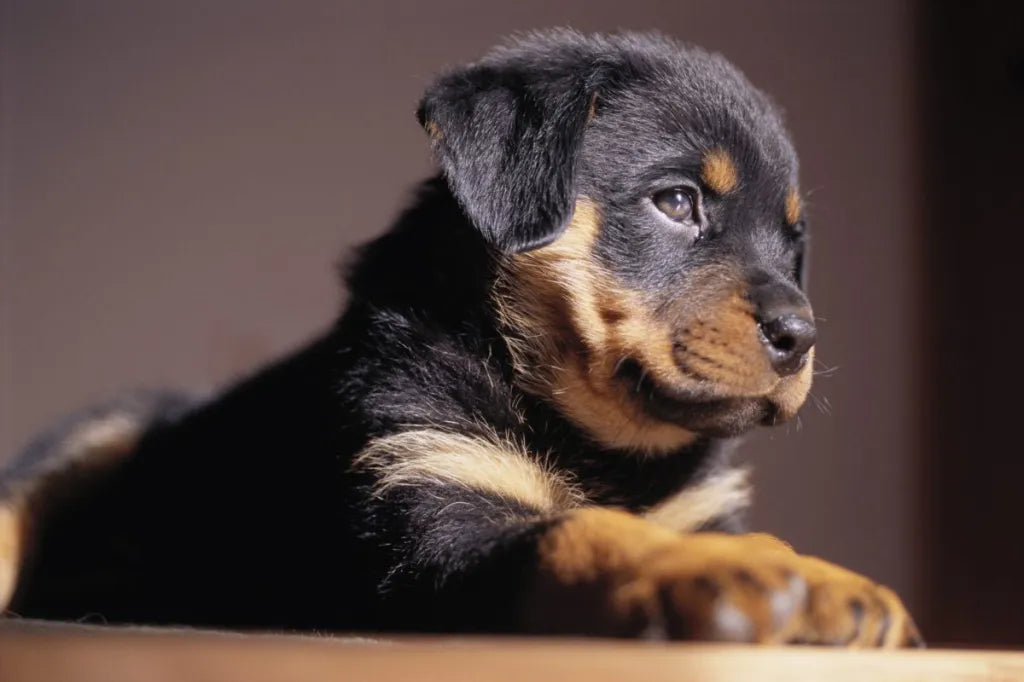 Rottweiler Puppies Available For Sale In Bangalore.