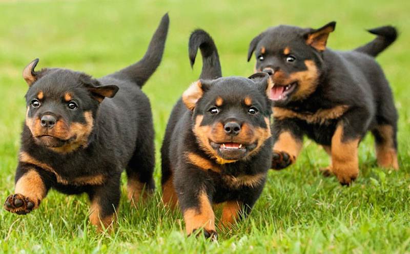 Muscular Rottweiler Puppies Available For Sale In Pune.