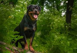 Rottweiler dog breeder in vizag