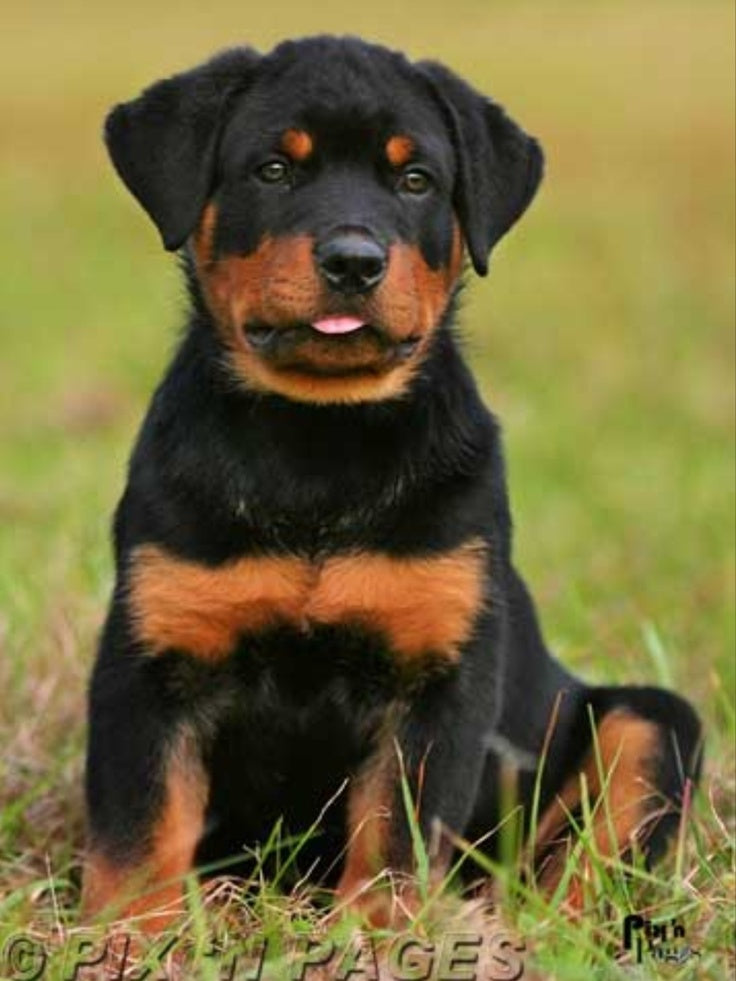 Rottweiler