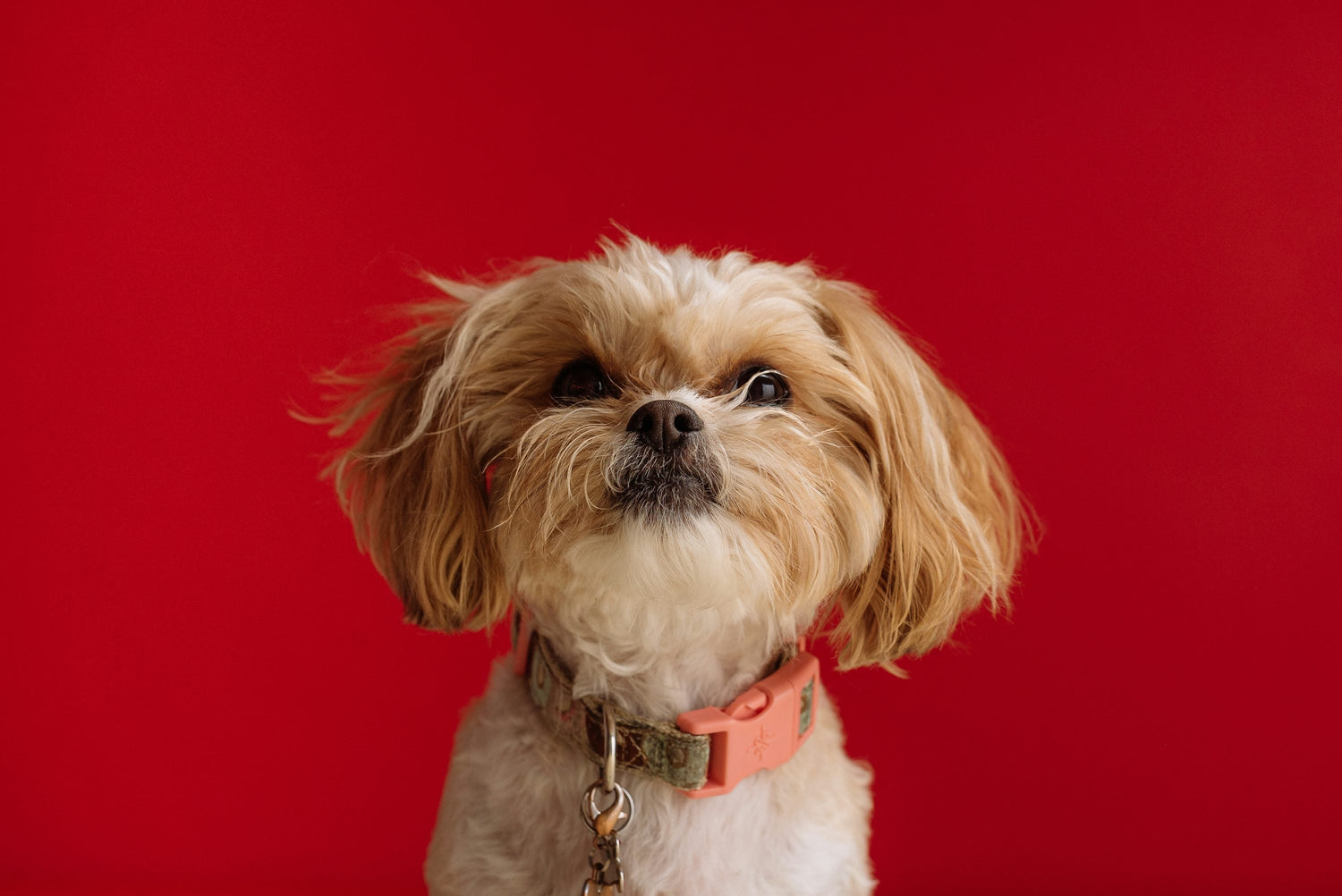 Get Fluffy Shih Tzu Puppies Available For Sale In Ahmedabad.