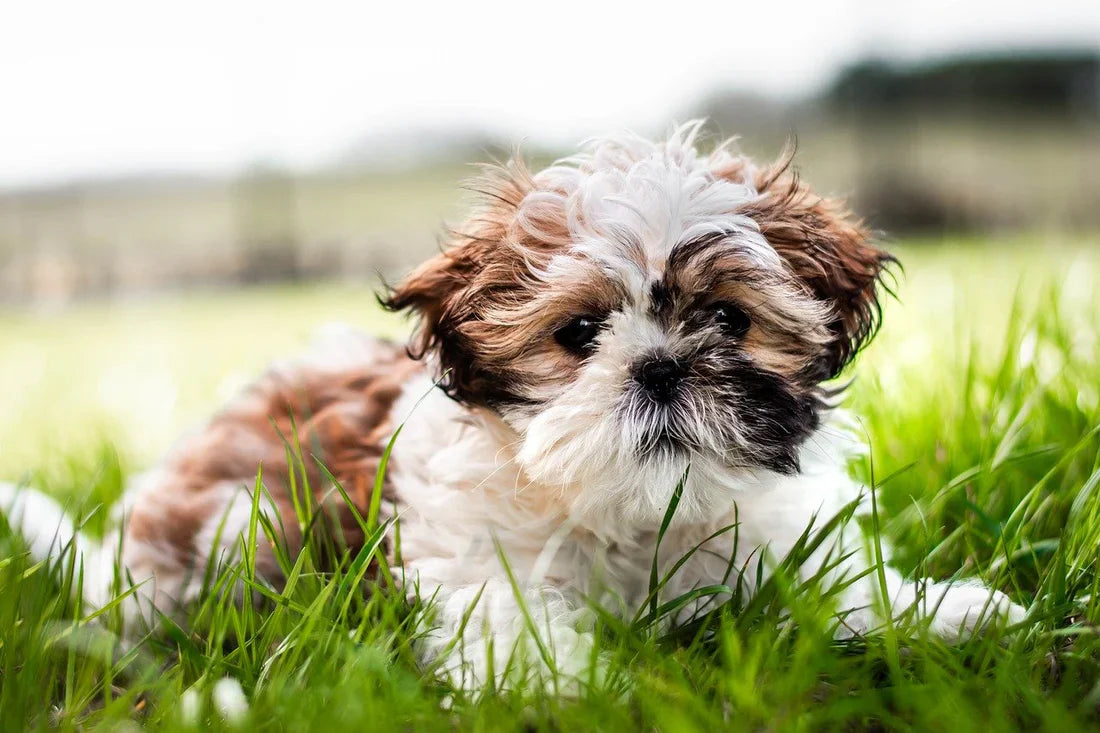 Shih Tzu Puppies Available For Sale In Bangalore.