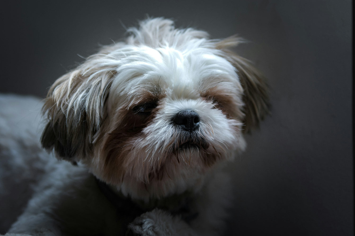 Shih Tzu Puppies Available For Sale In Delhi At Inexpensive Price.