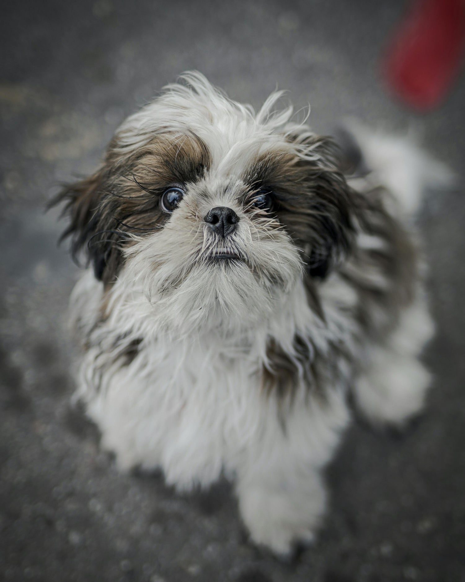 Shih Tzu Puppies Available In Goa With Premium Qulaity.