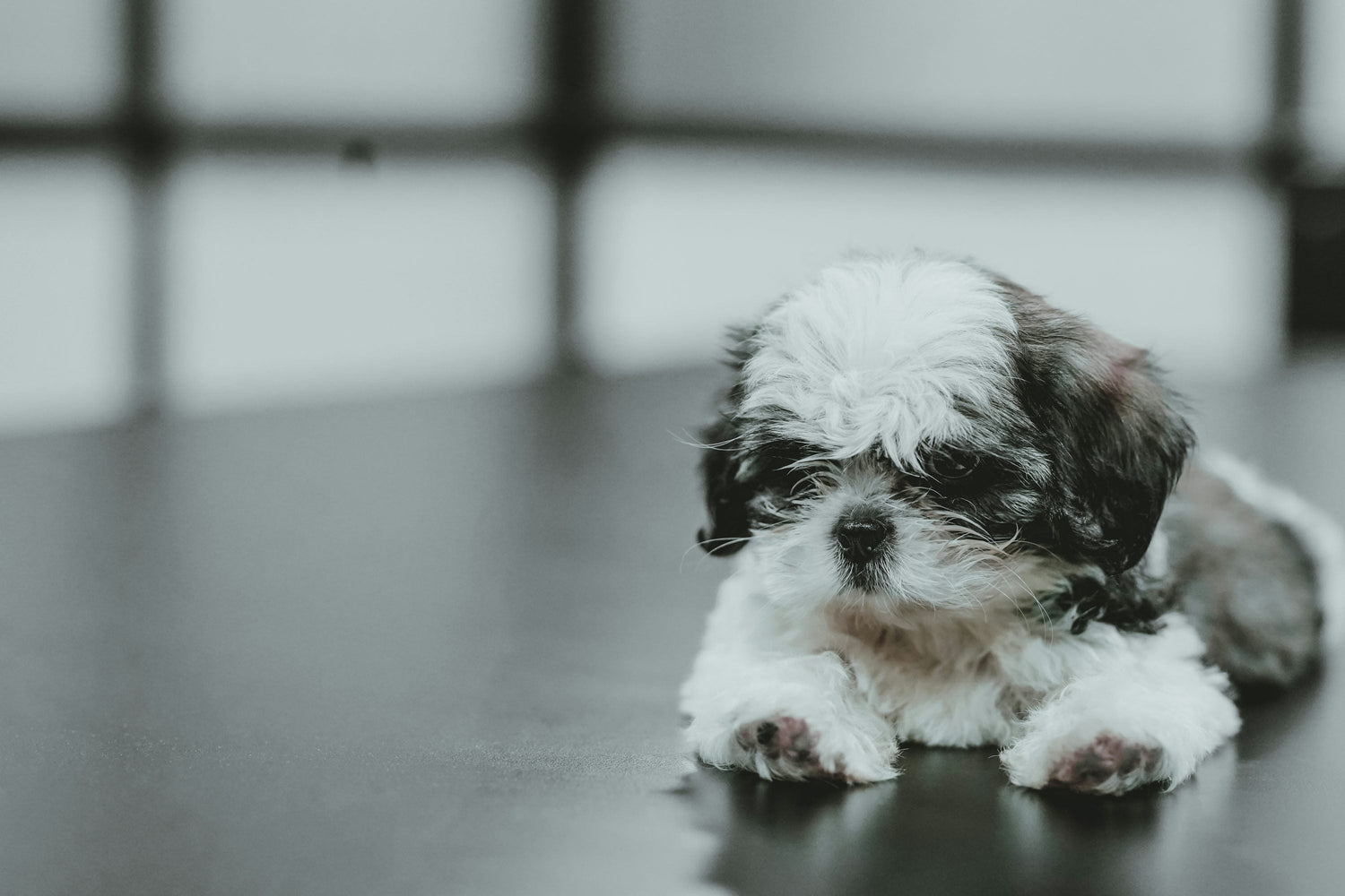 Shih Tzu Puppies Available For Sale In Mumbai.
