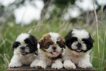 Shih Tzu Puppies Available For Sale In Pune.