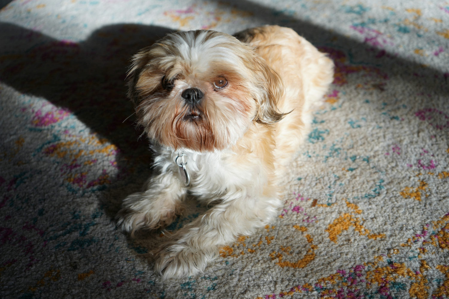 Hyperactive Shih Tzu Puppies Available For Sale In Jaipur