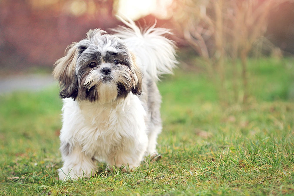 Shih tzu dog breeder in vizag