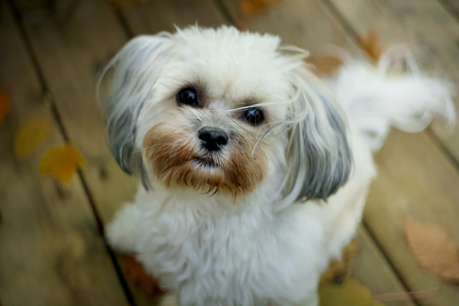 We have Male & Female Shih Tzu Puppies Available For Sale In Hyderabad.