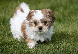 Shih Tzu