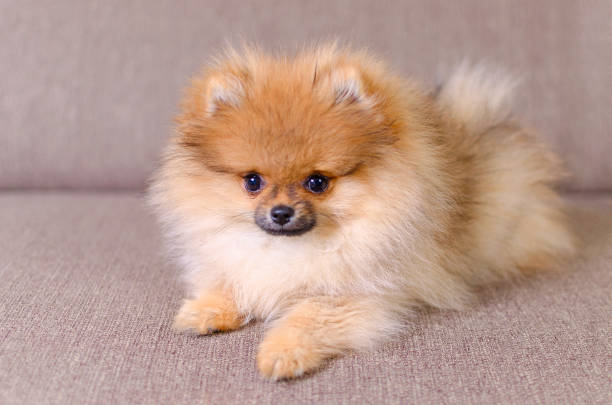 Purchase Female Toy Pom Puppies Available For Sale In Hyderabad.