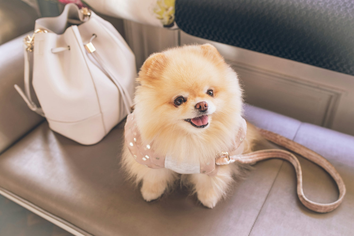 Purchase Kid Friendly Toy Pom Puppies Available For Sale In Ahmedabad.