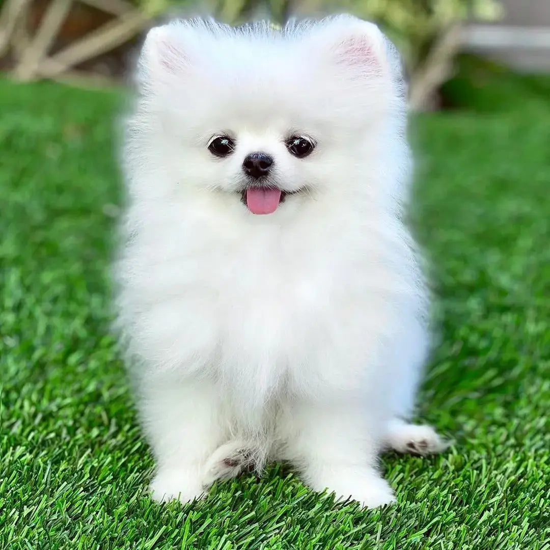 Toy Pomeranian Puppies Available For Sale In Bangalore.