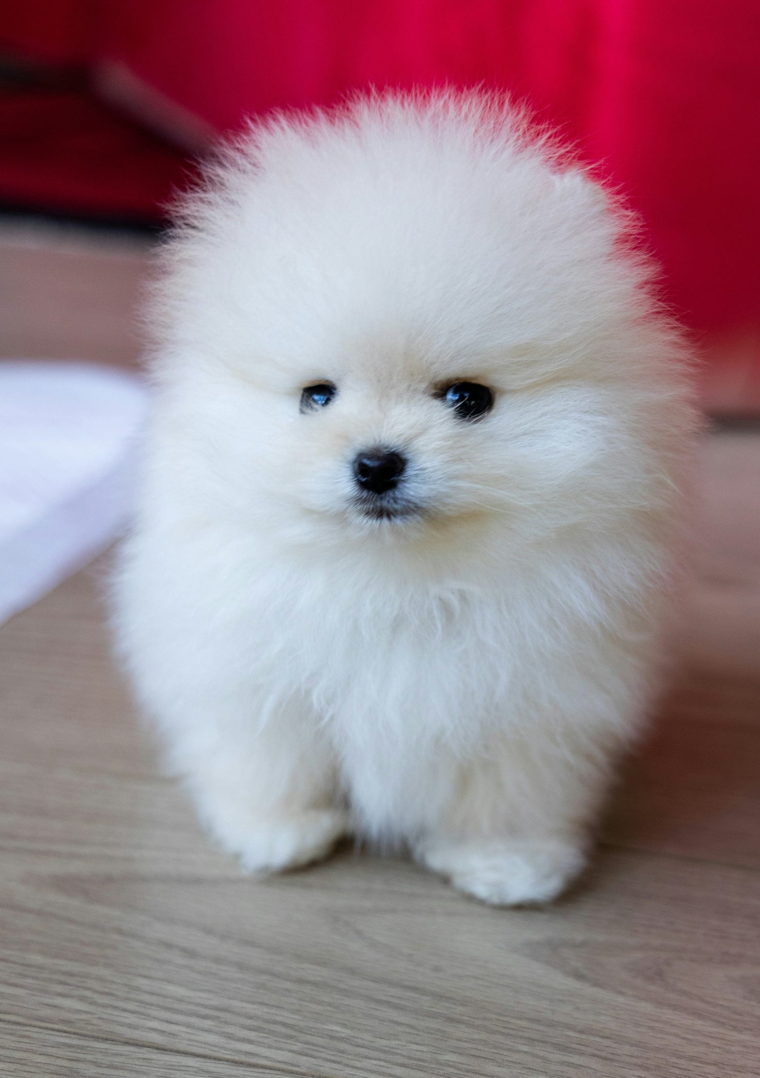 Toy Pomeranian Male & Female Puppies Available For Sale In Delhi.