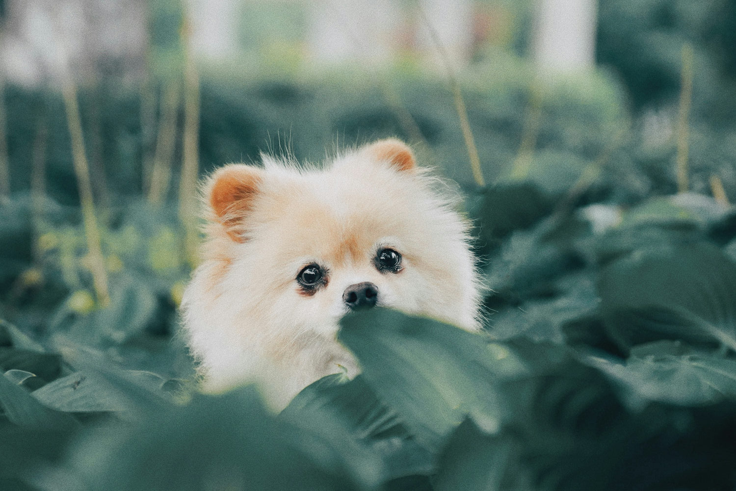Toy Pomeranian Male & Female Puppies Available In Goa