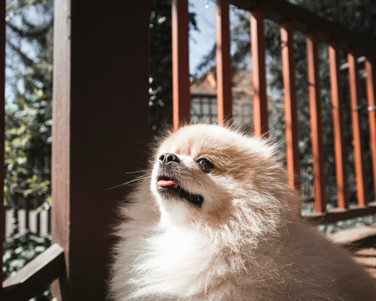 Tiny & Charming Toy Pomeranian Puppies Available For Sale In Jaipur.