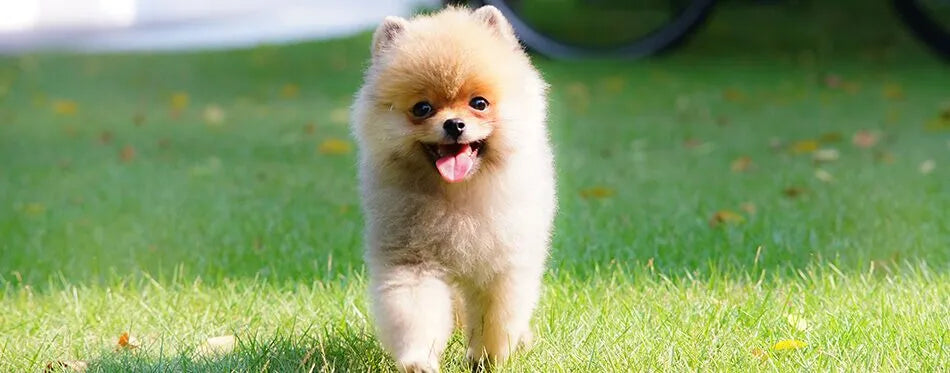 Toy pom dog breeder in vizag