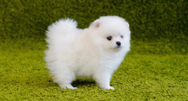 Charming Toy Pomeranian Puppies Available For Sale In Chennai.