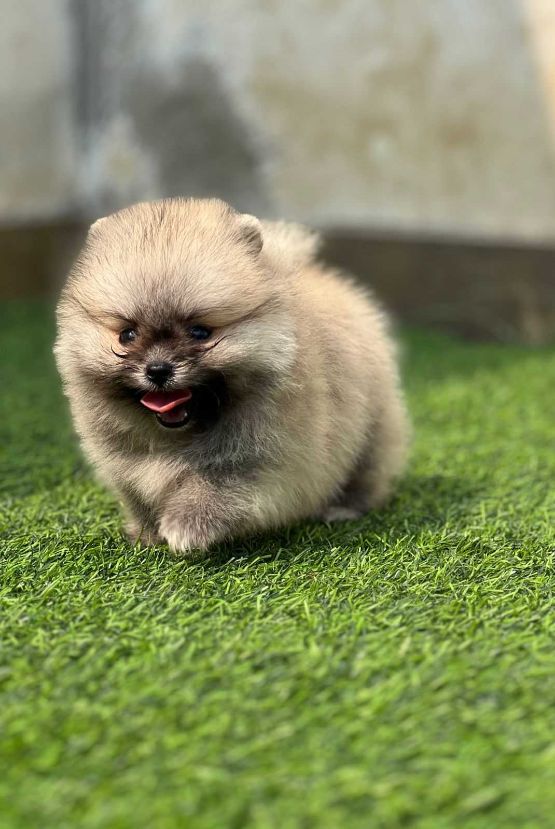 Toy Pomeranian