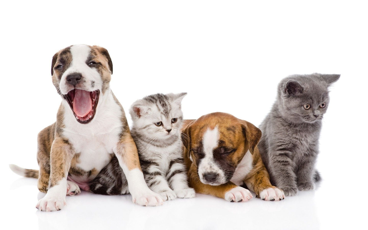 Get Champion Bloodline Puppies From Mumbai.