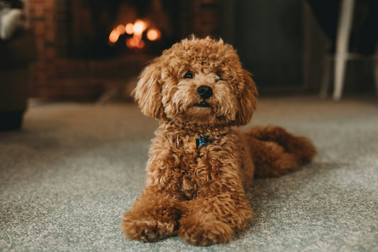 Intelligent & Silky Coat Poodle At Affordable Price.