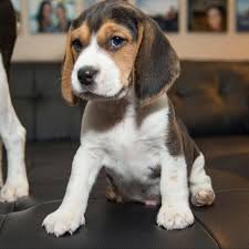 Beagle dog price in vizag
