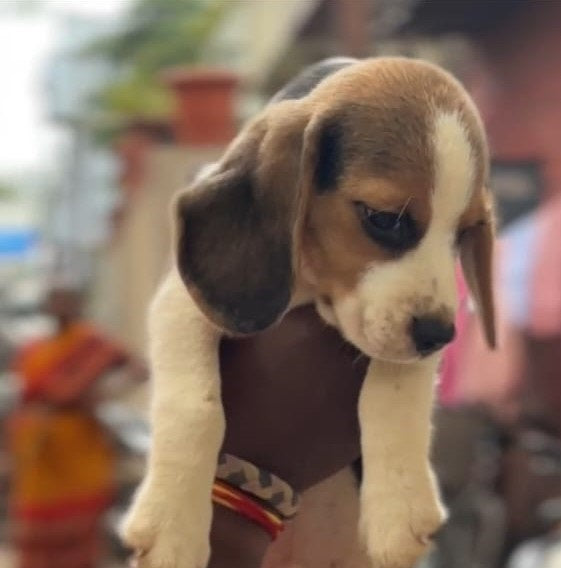Buy Male Beagle Puppies From vizag.
