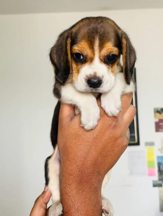 Purchase Tricolor Male & Female Beagle Puppies From vizag.
