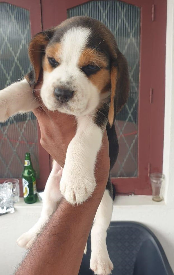We have best quality beagle puppies in vizag.

