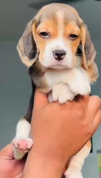 Male & Female Beagle Puppies Available For Sale In Ahmedabad.
