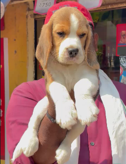 Beagle Puppies Available For Sale In Ahmedabad.