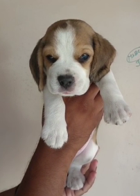 Buy Champion Bloodline Beale Puppies Available For Sale In Ahmedabad.
