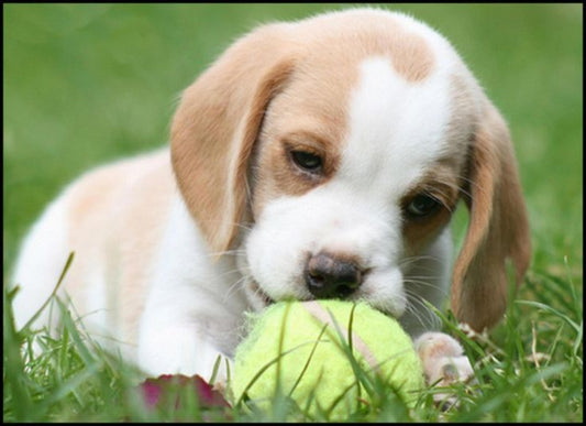 Cheerful & Family Friendly Beagle puppy