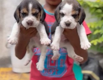 Get Female Beagle Puppies Available For Sale In Delhi.
