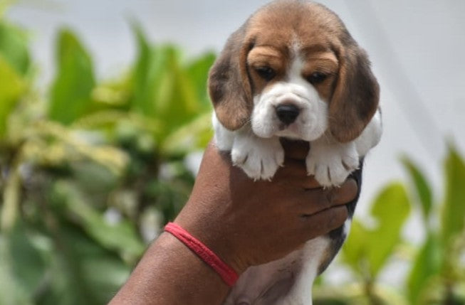 Male & Female Beagle Puppies Available For Sale In Delhi.
