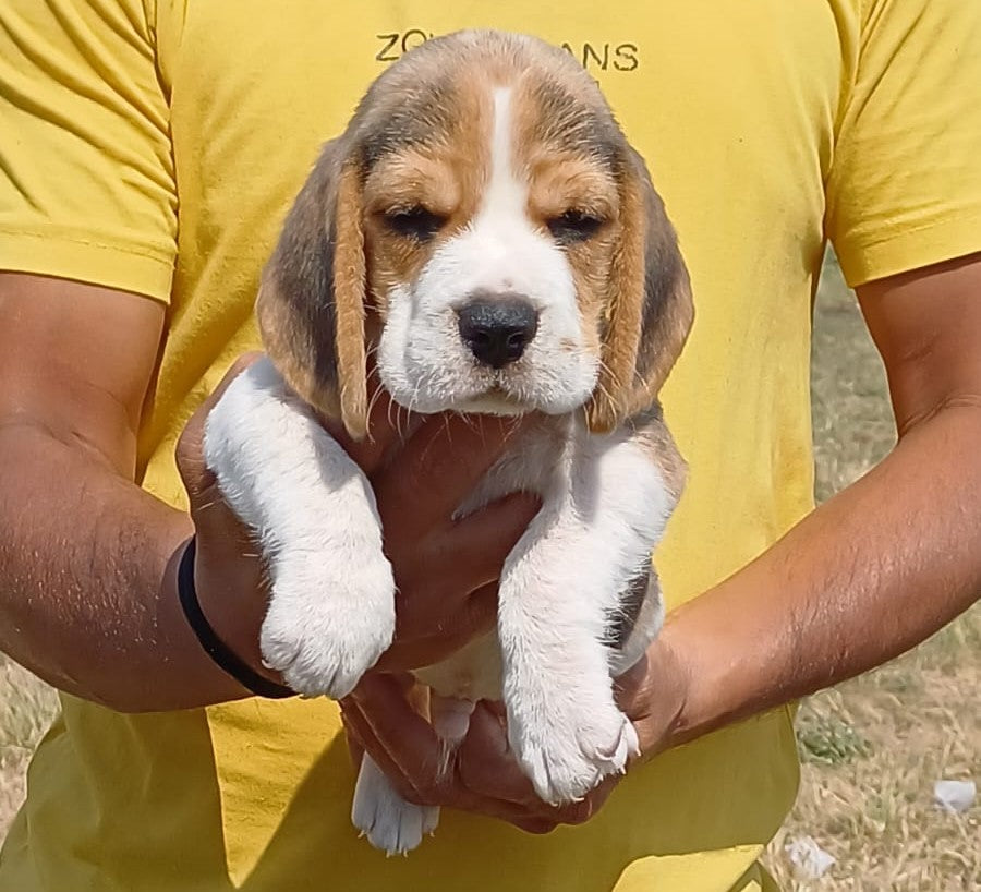 We Have Male & Female Beagle Puppies Available For Sale In Delhi.

