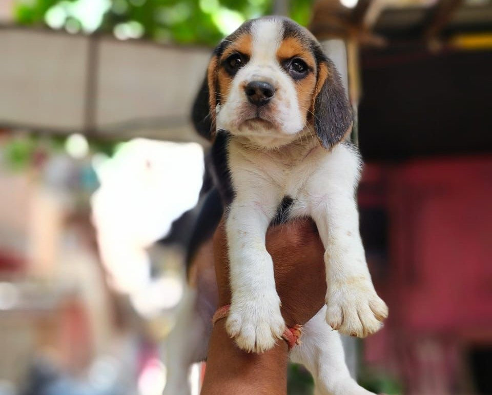Lovable Beagle Puppies Available For Sale In Delhi.