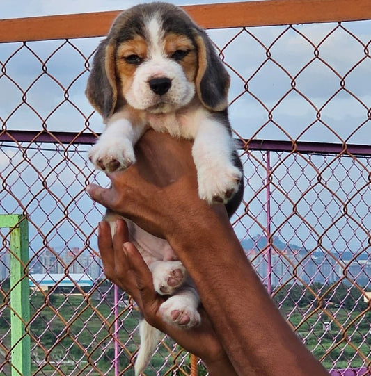 Get Male & Female Beagle Puppies Available For Sale In Mubai.
