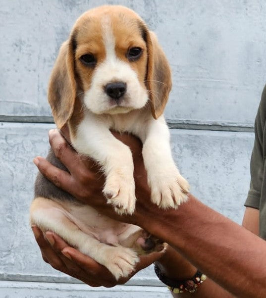 Purchase Male & Female Beagle Puppies Available For Sale In Mumbai.
