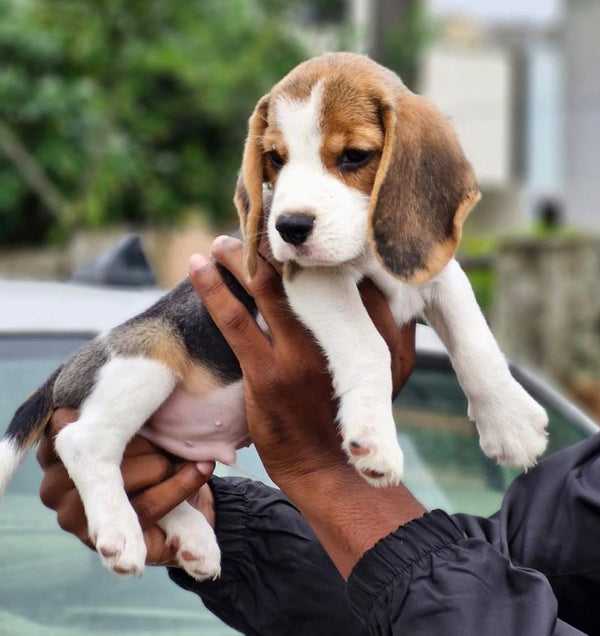 Get Female Beagle Puppies Available For Sale In Mumbai.
