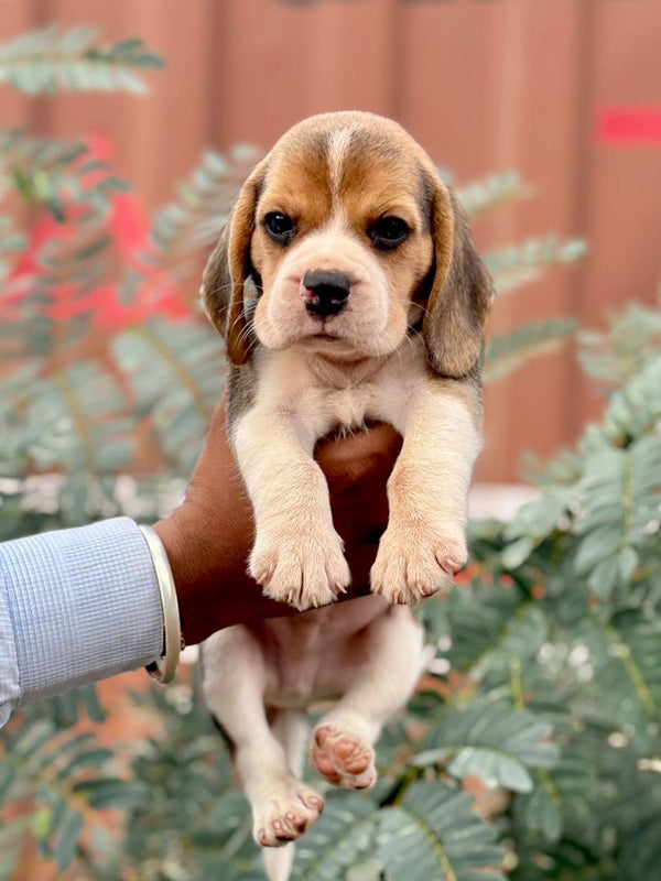 Buy Male Beagle Puppies Available For Sale In Mumbai.
