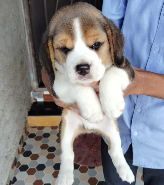 Buy Male Beagle Puppies From hyderabad.
