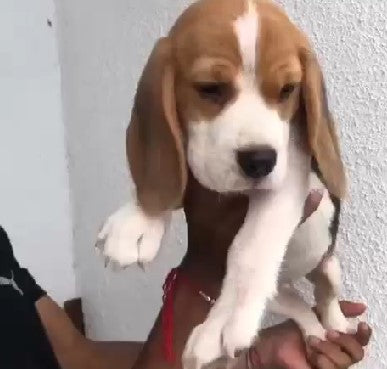 Purchase Tricolor Male & Female Beagle Puppies From hyderabad.
