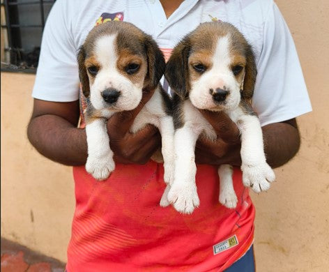 We have best quality beagle puppies in hyderabad.
